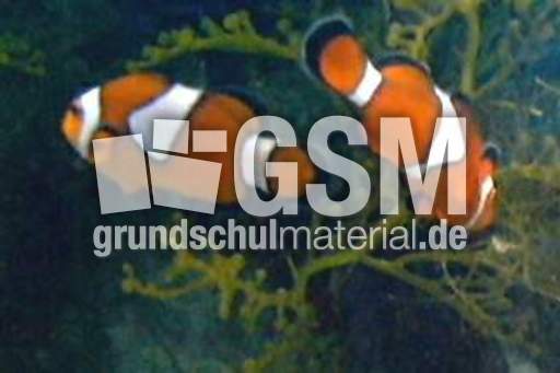 Orange-Ringelfisch-1.jpg